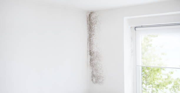 Best Black Mold Removal  in Laguna Beach, FL